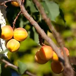 Ginkgo Ii By Interhome דירה דרזדן