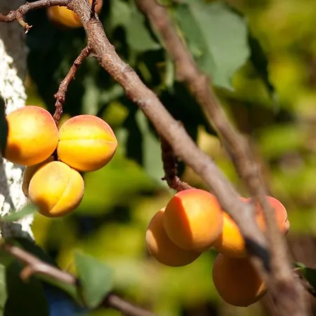 Ginkgo Ii By Interhome Daire Dresden