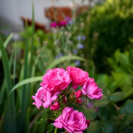 Daire Ginkgo Ii By Interhome Dresden