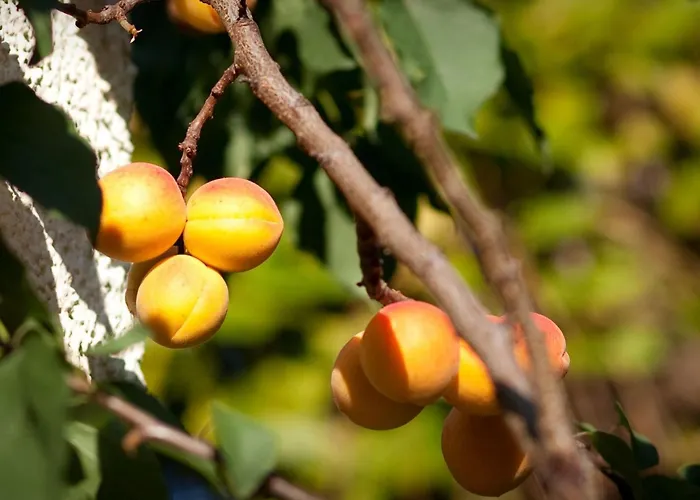 Ginkgo Ii By Interhome Apartman Drezda